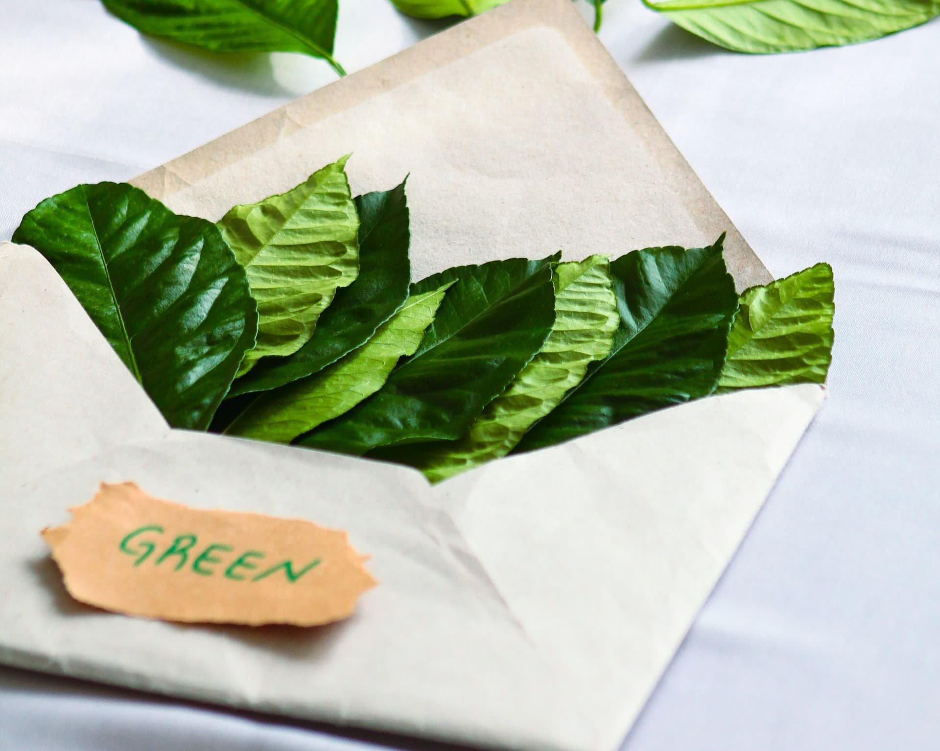 Fresh green leaves tucked into a kraft envelope labelled "green"